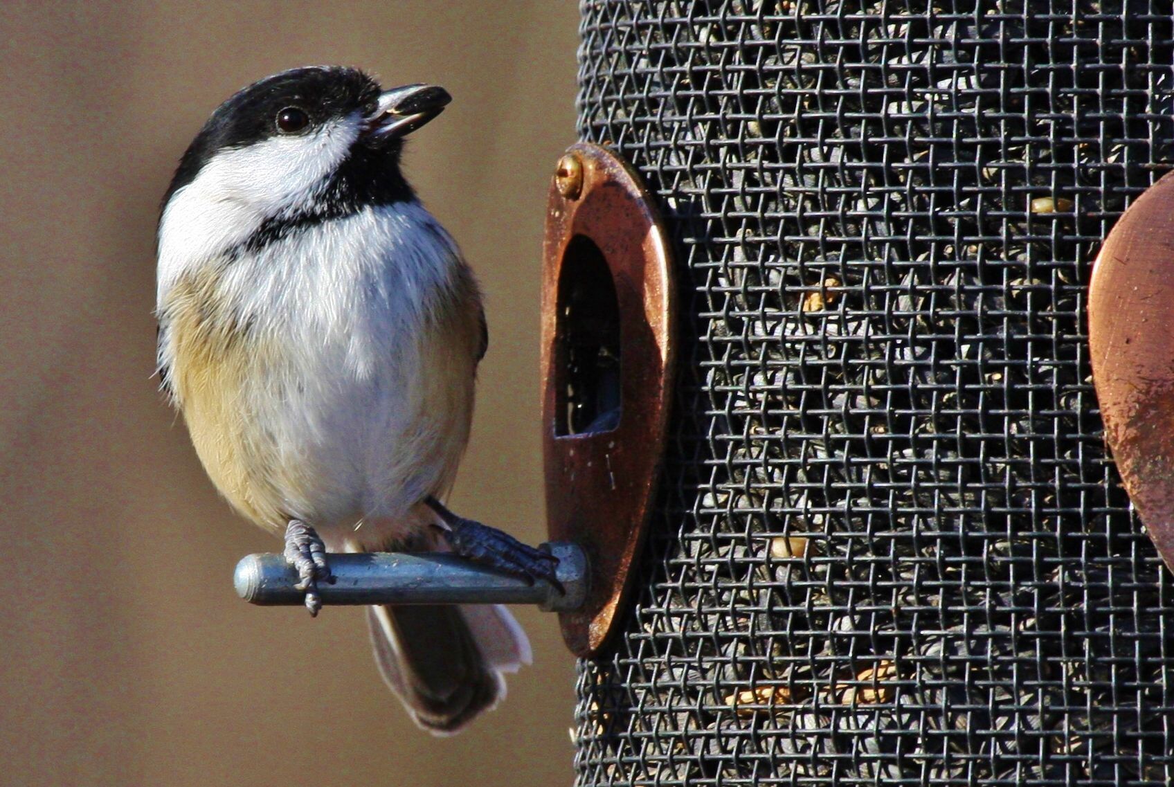 Chickadee eats at feeder